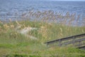 Sea Oats are the hallmark for natures way of saving the beachfront from severe erosion Royalty Free Stock Photo