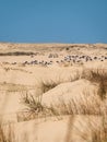 Sand dunes in Cabo Polonio Uruguay, with seagulls resting Royalty Free Stock Photo