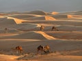 Sand dunes and camels, Wahiba Sands, Oman Royalty Free Stock Photo