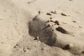 Sand dunes close-up macro nature. White and yellow sand natural Royalty Free Stock Photo