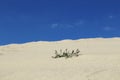 Sand dunes close-up macro nature. White and yellow sand natural texture background Royalty Free Stock Photo