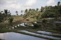 Rice terrace bali