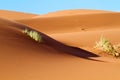 Sand dunes in the desert