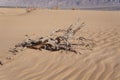 Sand dunes in the desert Arava and a dry dead tree
