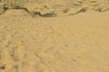 Sand dunes, dry grass and footmarks  in the sand. Background Royalty Free Stock Photo