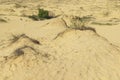 Sand dunes, dry grass and a small bush in the background frame Royalty Free Stock Photo