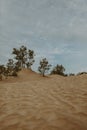 Sand dunes on a early morning Royalty Free Stock Photo