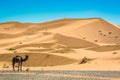 Sand dunes Erg Chebbi with camel near Merzouga in Morocco Royalty Free Stock Photo