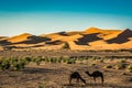 Sand dunes Erg Chebbi with camels near Merzouga in Morocco Royalty Free Stock Photo