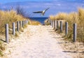 sand dunes and fence on the baltic sea with seagull 01