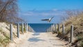 sand dunes and fence on the baltic sea with seagull