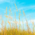 Sand dunes with grass and blue sky Royalty Free Stock Photo