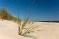 Sand dunes and grass over the Baltic Sea at sunny day. Royalty Free Stock Photo