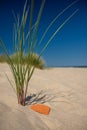 Sand dunes and grass over the Baltic Sea Royalty Free Stock Photo