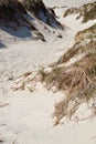 Sand dunes with grass on the shores of the North Sea, Denmark. European marram grass