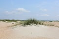 Sand dunes with grasses at the beach Royalty Free Stock Photo