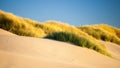 Sand dunes and grasses on a beach Royalty Free Stock Photo