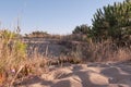 Sand dunes and grasses on beach in summer. Royalty Free Stock Photo