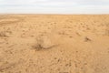 Sand dunes in Kyzylkum Desert, Uzbekistan