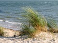 Sand dunes with marram grass or beachgrass, Ammophila arenaria, at Waddensea coast of Vlieland, Netherlands Royalty Free Stock Photo