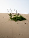 Sand dunes at Mt Baldy Trail, Indiana Dunes National Park lake shore during Summer Royalty Free Stock Photo