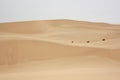Sand dunes in the Namib desert Royalty Free Stock Photo