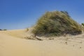 Sand Dunes Natioinal Recreation Area Oregon Royalty Free Stock Photo