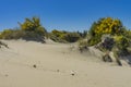 Sand Dunes Natioinal Recreation Area Oregon Royalty Free Stock Photo