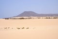 Sand Dunes in National Park Corralejo, Fuerteventura Royalty Free Stock Photo