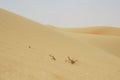 Sandscape in UAE with dead vegetation