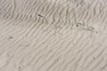 sand dunes near the Mediterranean Sea are adorned with lush grass and bear intriguing traces of animal and insect life etched Royalty Free Stock Photo