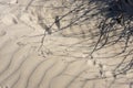 sand dunes near the Mediterranean Sea are adorned with lush grass and bear intriguing traces of animal and insect life etched Royalty Free Stock Photo