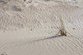 sand dunes near the Mediterranean Sea are adorned with lush grass and bear intriguing traces of animal and insect life etched Royalty Free Stock Photo