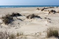 sand dunes near the Mediterranean Sea are adorned with lush grass and bear intriguing traces of animal and insect life etched Royalty Free Stock Photo