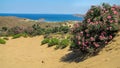 Sand dunes with Oleander plant