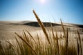 Sand Dunes, Oregon Beach, West Coast Nature and Landscape Royalty Free Stock Photo