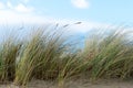 Sand Dunes, Oregon Beach, West Coast Nature and Landscape Royalty Free Stock Photo