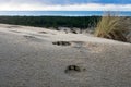 Sand Dunes, Oregon Beach, West Coast Nature and Landscape Royalty Free Stock Photo