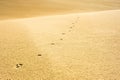 Sand Dunes, Oregon Beach, West Coast Nature and Landscape Royalty Free Stock Photo