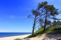 Sand dunes and pine trees on a beach along the Baltic Sea shore Royalty Free Stock Photo