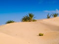 Sand dunes in the sahara desert near Douz Tunisia Africa Royalty Free Stock Photo