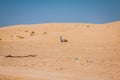 Sand dunes of Sahara desert near Ong Jemel in Tozeur,Tunisia. Royalty Free Stock Photo
