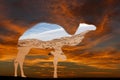 Sand dunes of the Sahara desert in the silhouette of a camel against the sunset sky. Royalty Free Stock Photo