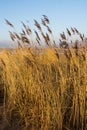 Sand dunes Royalty Free Stock Photo