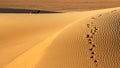 Sand dunes with sillouhette of camel, Erg Chigaga Royalty Free Stock Photo