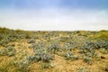 Seascape with sandy dunes and Sea Holly plants. Royalty Free Stock Photo