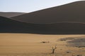 Sand dunes at sunset with lonely tree on the plain of the Namib Desert Deadvlei