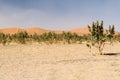 Sand dunes and trees in desert Erg Chegaga, Morocco