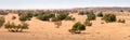 Sand dunes and trees in Sahara desert