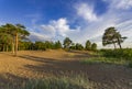 Sand dunes on which pines grow in abundance. Royalty Free Stock Photo